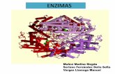 ENZIMAS - sc52ec5310d18be0f.jimcontent.com · MODIFICAR LA ACTIVIDAD ENZIMÁTICA ... Invertasa Levadura Relleno de caramelos Confitería Glucosa Oxidasa Hongos Eliminación de glucosa