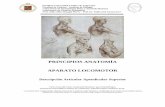 PRINCIPIOS ANATOMÍA APARATO LOCOMOTOR Articular... · glenoideo y de la base del proceso coracoides hasta la porción superior del cuello anatómico, entre el tubérculo menor y