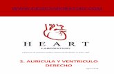 2. AURICULA Y VENTRICULO DERECHO - Heart …heartlaboratory.com/sites/default/files/descargas/auricula_y... · de la tricúspide, el tendón de la válvula de la vena cava inferior