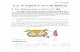 5.1: Sinapsis neuromuscular - … · Miriam Turiel Miranda 2º Medicina 1 5.1: Sinapsis neuromuscular 1. Morfología funcional de la SNM La sinapsis es la entidad fisiológica que