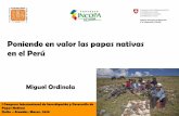 Poniendo en valor las papas nativas en el Perú - …cipotato.org/wp-content/uploads/Papanat 2010/2. Ordinola.pdf · T’ikapapa Initiative –Peru Slide 3 Importancia del procesamiento: