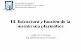 III. Estructura y función de la membrana plasmática · Las moléculas que se movilizan por difusión simple a través de la membrana son las no polares y pequeñas, las liposolubles