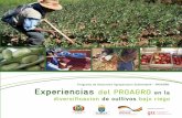 Programa de Desarrollo Agropecuario Sustentable - … · Experiencias del PROAGRO en la diversificacion de cultivos bajo riego ... de mercado Ámbito ... es importante fortalecer