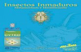 S.E.A. - SEA: Sociedad Entomológica Aragonesa | http ...sea-entomologia.org/PDF/M3M5/035_044_II_Metamorfosis_Evolucion.pdf · de los insectos y no en su base); II) ... músculos