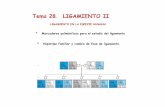 Tema 28. LIGAMIENTO II - Academia Madrid … · HAPLOTIPOS Y FASES DE LIGAMIENTO La fase del haplotipo de los progenitores se mantiene en la mayoría de sus gametos Por lo que: Lo