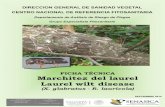 Departamento de Análisis de Riesgo de Plagas Grupo ...avocadosource.com/papers/bulletins/dgdesv2014.pdf · cuyo nombre científico es Xyleborus glabratus Eichhoff (Coleoptera: Curculionidae: