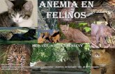 AnemiA en Felinos - vetcomunicaciones.com.arvetcomunicaciones.com.ar/uploadsarchivos/anemia... · ANEMIA REGENERATIVA Proteínas Totales - Normal o Elevada - Reducida ... Control