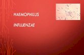 Haemophilus influenzae - chlaep.org.uy · •Hábitat natural vias respiratórias altas de lactantes y niños menores de 3 años. ... •Artritis séptica ... •Cultivo de H. Influenzae