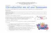 lEOLICEOFEMENINO MERCEDESNARIÑO JM … · 2016-03-06 · SABER(Cognitivo): Determina la importancia del sistema circulatorio humano y su funcionamiento para el ... excretor, respiratorio,