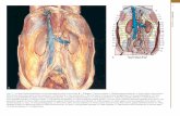 b284-01.indd 4 - Editorial Médica Panamericana: Libros …€¦ · CAPÍTULO 1 • Anatomía quirúrgica del retroperitoneo, las glándulas suprarrenales, los riñones y los uretéres