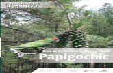 ochic g auna Papi F · l Área de Protección de Flora y Fauna Papigochic alberga extensos bosques templados de pino y encino, así como relictos de pinabete espinoso y abetos que