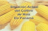 SIEMBRA DE MAIZ - legacy.iica.intlegacy.iica.int/Esp/regiones/central/panama/Documents/6. Maiz.pdf · chuzo con tecnologia chuzo tradicional sistemas de siembra de maiz en panama