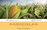 BUENAS PRÁCTICAS AGRÍCOLAS - Bienvenidos al …sinagap.agricultura.gob.ec/.../buenas_practicas/agrocalidad.pdf · 6 BUENAS PRÁCTICAS AGRÍCOLAS PARA MAÍZ DURO producción agropecuaria