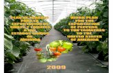 Tabla de Contenidos - Internet - Inicio · 5 Virus del Mosaico Amarillo del Tomate. • En el caso de Tomates: Liriomyza huidobrensis (Minador de hojas de la arveja), Neoleucinodes