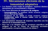 IV. Mecanismos efectores de la inmunidad adaptativa al SI Def... · Linfocitos T atacan a ... presentan una grieta en la que queda ... • Hay agentes infecciosos frente a los que