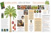 La palma aceitera, cultivo del futuro Elaeis guineensis · características se aproximan a las del aceite de coco. Una cosecha manual permanente En plantación, los racimos se recogen