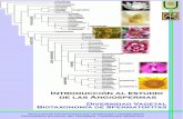 Introducción a las Angiospermas - exa.unne.edu.ar€¦ · Diversidad Vegetal Facultad de Ciencias Exactas y Naturales y Agrimensura (UNNE) ANGIOSPERMAS- Características generales