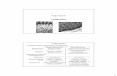 Tegumento - Acceso a la página de la Asignatura de ...organografia.unileon.es/html/PDF/Tegumento_II.pdf · casos glandulares) –Glándulas unicelulares serosas y/o mucosas •Estrato