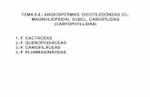 TEMA 6.4.- ANGIOSPERMAS: DICOTILEDÓNEAS …umh1156.edu.umh.es/wp-content/uploads/sites/754/2013/02/Tema-6.4.… · 1.-FAMILIA CACTÁCEAS (Cont.) ... Hojas ausentes o planas y suculentas