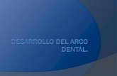 Cambios de dimensión de los arcos dentales - Oclusión Iortodonciaqueretaro.weebly.com/uploads/4/4/9/1/4491676/segunda... · Secuencia y cronología de la erupción dental Fase 3: