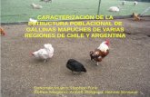 CARACTERIZACIÓN DE LA ESTRUCTURA … · colombinas, las gallinas locales “mapuches” o “araucanas” han sido criadas en forma intensa por el pueblo mapuche. • Estas gallinas