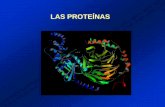 LAS PROTEÍNAS - colegiosed.cl · Las proteínas globulares son conformaciones de cadenas polipeptídicas que se enrollan sobre si mismas en formas intrincadas como un "nudillo de
