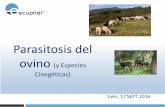 Parasitosis del ovino (y Especies Cinegéticas) · 2016-09-20 · Nematodos (gusanos redondos) Mas frecuentes en . ganados que pastan . Localización: Aparato digestivo ó respiratorio.