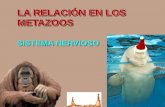 LA RELACIÓN EN LOS ANIMALES - …iespoetaclaudio.centros.educa.jcyl.es/sitio/upload/sist_nervioso... · De los ganglios cerebrales parten cuatro cordones nerviosos, dos hacia el