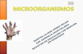 MICROORGANISMOS - 1enfnocturno.files.wordpress.com · SARCODINA. Las amebas. (ENTAMOEBA) 2. CILIOPHORA. Los ciliados (BALANTIDIUM COLI) 3. MASTIGOPHORA. Los flagelados (TRICHOMONAS