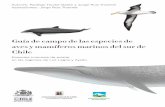 Guía de campo de las especies de aves y mamíferos ...ballenaschile.cl/0/wp-content/uploads/2014/09/Hucke-Gaete-y-Ruiz... · Petrel gigante antártico. 27. Petrel gigante subantártico.