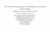 017a Paleontología de Vertebrados y Humana … PAVYHL orig Ho… · Australopithecus anamensis Australopithecus afarensis Homo rudolfensis/ H. habilis Homo ergaster / H. erectus
