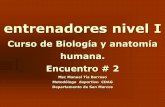 Curso de Biología y anatomía humana. Encuentro # 2entrenadormovil.cog.org.gt/sites/default/files/documentos/academia... · DIVISIÓN DEL ESQUELETO ESQUELETO AXIAL Ocupa la línea