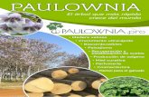 paulownia.pro · PAULOWNIA pro Tabla: ÁrboIes de crecimiento rápido 2- Altura máxima de Un árbol adulto año años Especie Paulownia Sauce híbrido (Salix sepulcralis)