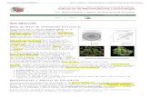 EME - Práctica 1: Representación y Análisis de Estructuras ... · Determinación Experimental de Estructuras de Proteínas ... en el apartado Visualize encontraremos herramientas