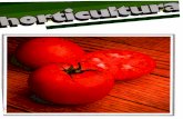 Horticultura Revista de Industria Distribución y … · Precio del ejemplar: 250 Pts. Nuestra portada Tomate de /a vari&Ud -A para el cuhivo sin entutorar, de Asgrow, comercializada
