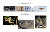 Teoría Tetrapoda - Anfibios · Esquema de la circulación en un pez, un anfibio y un reptil. Sistemas ... Carnívoras Anélidos, caracoles, artrópodos, peces, anfibios, reptiles,