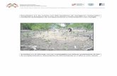 Informe de Repoblación en Manglares - itto.int · de enriquecimiento y reforestación de 500 hectáreas en 2 años y once meses . ... Como un componente principal en el proyecto