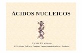 10 Acidos nucleicos - centros.edu.xunta.escentros.edu.xunta.es/iesoteropedrayo.ourense/dptos/bio/bach_2_bio... · Os ácidos nucleicos foron descubertos por Freidrich Miescher en