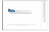 Normas 2014 GALLINAS PONEDORAS - Certified …certifiedhumanebrasil.org/wp-content/uploads/2016/10/Std14.Layers... · Normas del HFAC para la producción de gallinas ponedoras ...