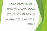 ESTUDIO DE FACTIBILIDAD DE LA PRODUCCIÓN Y ... M Meraz H.pdf · ESTUDIO DE FACTIBILIDAD DE LA PRODUCCIÓN Y COMERCIALIZACIÓN DE TULIPÁN HOLANDÉS ... producción de plantas de
