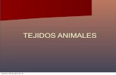 TEJIDOS ANIMALES - s997fb7866306059f.jimcontent.com · TEJIDO EPITELIAL viernes, 26 de abril ... Tejido conectivo: Fibroblastos y sustancia fundamental ... fibrosos, elásticos y