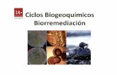Ciclos Biogeoquímicos Biorremediación · Ciclos Biogeoquímicos Biorremediación. Hierro. Hierro (Fe) • Uno de los elementos mas abundantes • Se presenta en dos estados de oxidación