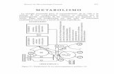 METABOLISMO - microbiota.com.ar mgral.pdf · fuerza motriz de electrones biosíntesis ... Mientras las enzimas de la fermentación son constitutivas en la ... y Zymomonas se emplea