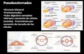 Pseudocelomados - Página de la Cátedra de Zoología …zoologiageneral.com.ar/datos/TEORICOS/Ecdysozoa 1.pdf · 2016-08-10 · aumento de tamaño de las células. Ventajas: ...