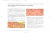 IMAGEN DEL NÚMERO - actagastro.org€¦ · 174 La anatomía patológica informó un sarcoma de Kaposi, coincidiendo con las lesiones presentes en la piel, lengua, pene y bronquios