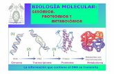 BIOLOGÍA MOLECULAR - uah.estran... · T-replicación BIOLOGÍA MOLECULAR: GENÓÓMICA,MICA, PROTEPROTEÓ ÓÓMICA Y MICA Y METABOLMETABOLÓÓÓNICANICA Proteina Metabolitos y macromoléculas