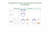 Paralelismo entre cromosomas y la teoria de Mendeldepa.fquim.unam.mx/amyd/archivero/Clase06_21088.pdf · Herencia ligada a Y (holándrica) ... Ensayo sobre células del fluido amniótico