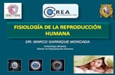 FISIOLOGÍA DE LA REPRODUCCIÓN HUMANAmarcogarnique.com/ponencias/fisiologia-de-la-reproduccion-humana.pdf · • El desarrollo del ovario inicia a la 5ta semana. • Las CGP migran