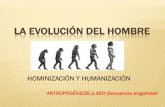 LA EVOLUCIÓN DEL HOMBREiessanchezalbornoz.centros.educa.jcyl.es/sitio/upload/HOMINIZACION... · primates. Los números miden la intensidad de la selección natural que ha sufrido