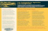 Los Trabajadores Agrícolas y la Inmigraciónweb.mit.edu/21f.706/TrabAgricolasInmigracion.pdf · El derecho a abogar por mejores salarios y condiciones de trabajo. ... empleados domésticos